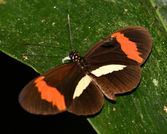 Heliconius melpomene