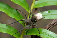 Pardosa sumatrana
