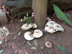 Basidiomycota