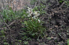 Corydalis glaucescens