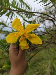 Hypericum mysurense