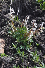 Corydalis glaucescens