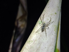 Anyphaena
