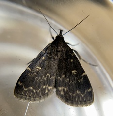 Idia lubricalis