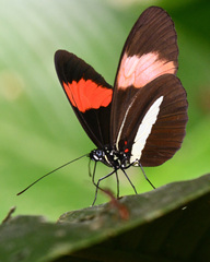 Heliconius melpomene