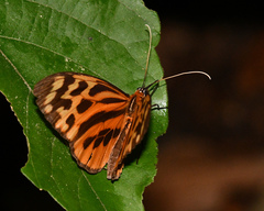 Tithorea harmonia
