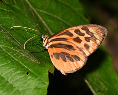 Tithorea harmonia