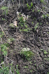 Corydalis glaucescens