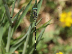 Parasynthemis regina