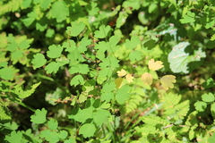 Thalictrum occidentale