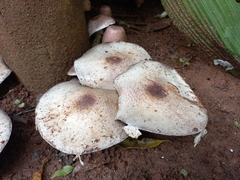 Basidiomycota