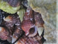Cerithiidae