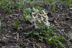 Corydalis glaucescens