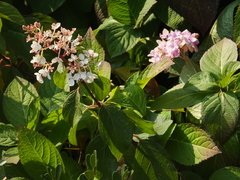 Hydrangea paniculata