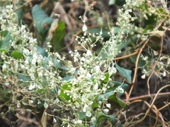Reynoutria multiflora