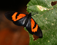 Altinote dicaeus carica