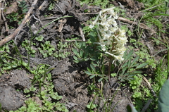 Corydalis glaucescens