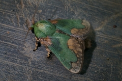 Parasa pastoralis