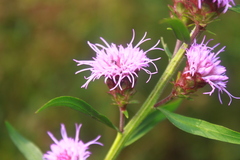 Liatris scariosa