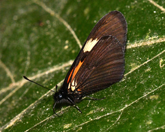 Altinote dicaeus carica