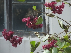 Clerodendrum trichotomum