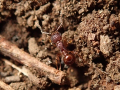 Pristomyrmex punctatus