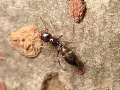 Myrmarachne inermichelis