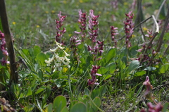 Corydalis ledebouriana