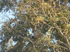 Turdus eunomus