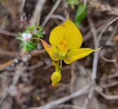 Disa tenuifolia