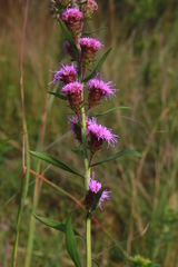 Liatris scariosa