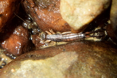 Forcipula
