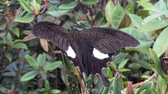Papilionidae