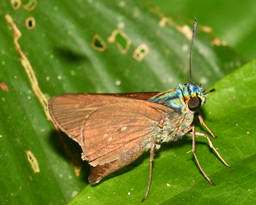 Trinka Skipper