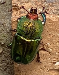 Lamprima aurata
