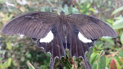 Papilionidae