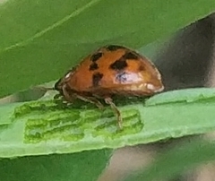 Subcoccinella vigintiquatuorpunctata