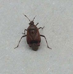 Deraeocoris olivaceus