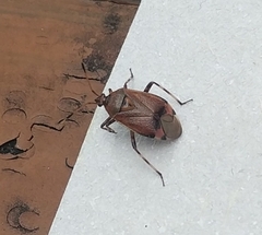 Deraeocoris olivaceus