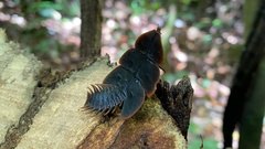 Platerodrilus foliaceus