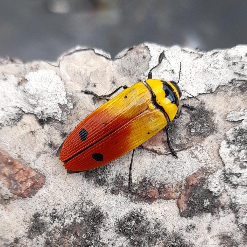 Buprestoidea