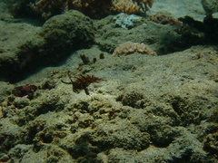 Novaculichthys taeniourus