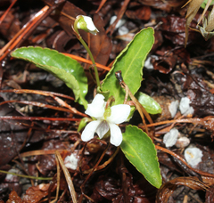 Viola primulifolia