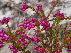 Erica multumbellifera