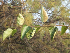 Maclura tricuspidata