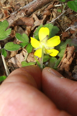Ranunculus fascicularis