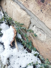 Andrachne telephioides