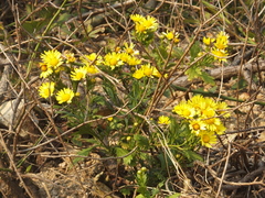 Chrysanthemum indicum