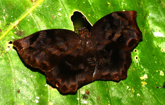 Achlyodes busirus