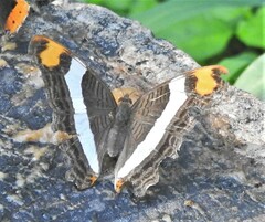Adelpha fessonia